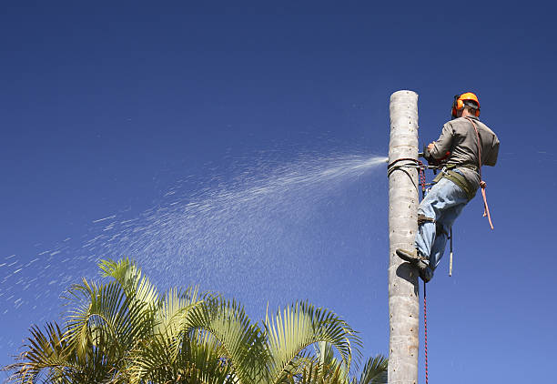 Best Fruit Tree Pruning  in Desoto Lakes, FL