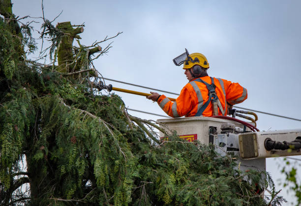 Best Tree Removal  in Desoto Lakes, FL