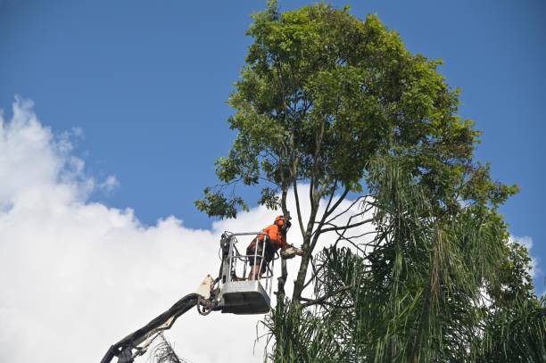 Best Lawn Pest Prevention  in Desoto Lakes, FL