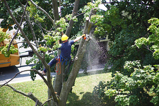 Reliable Desoto Lakes, FL Tree Care Solutions