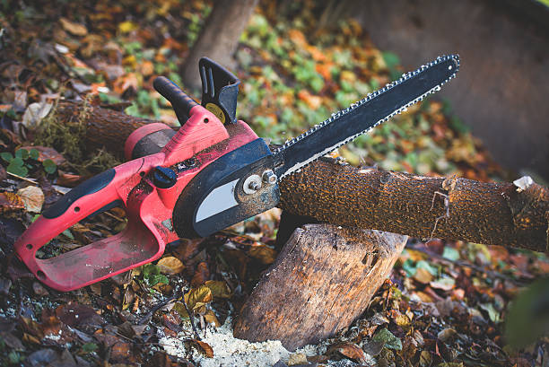 How Our Tree Care Process Works  in  Desoto Lakes, FL