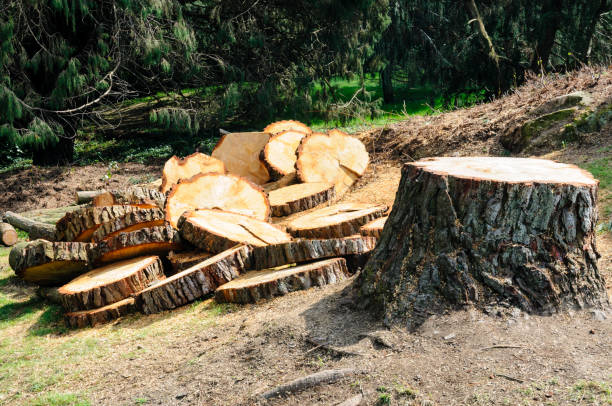 Best Firewood Processing and Delivery  in Desoto Lakes, FL